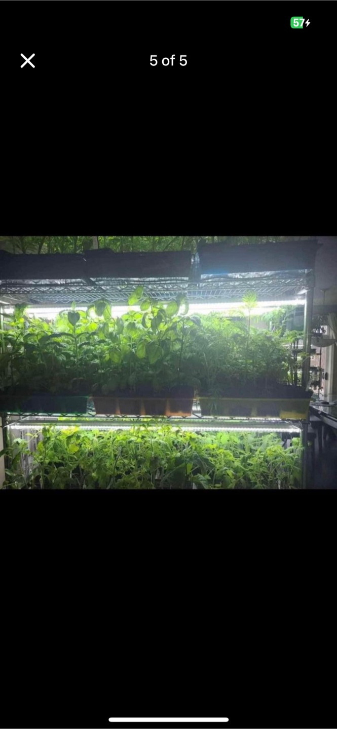 New LED growing lights 48 inches (4 foot)  near Chinook Mall - photo 5