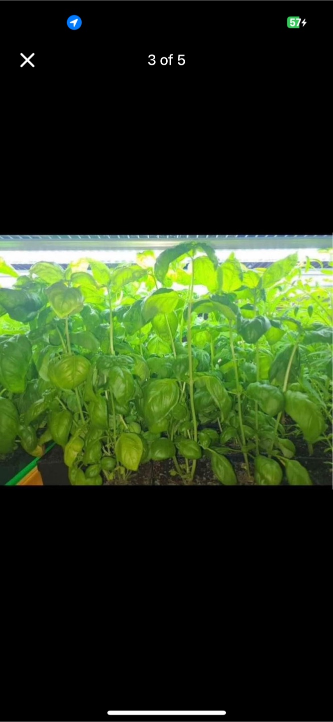 New LED growing lights 48 inches (4 foot)  near Chinook Mall - photo 3
