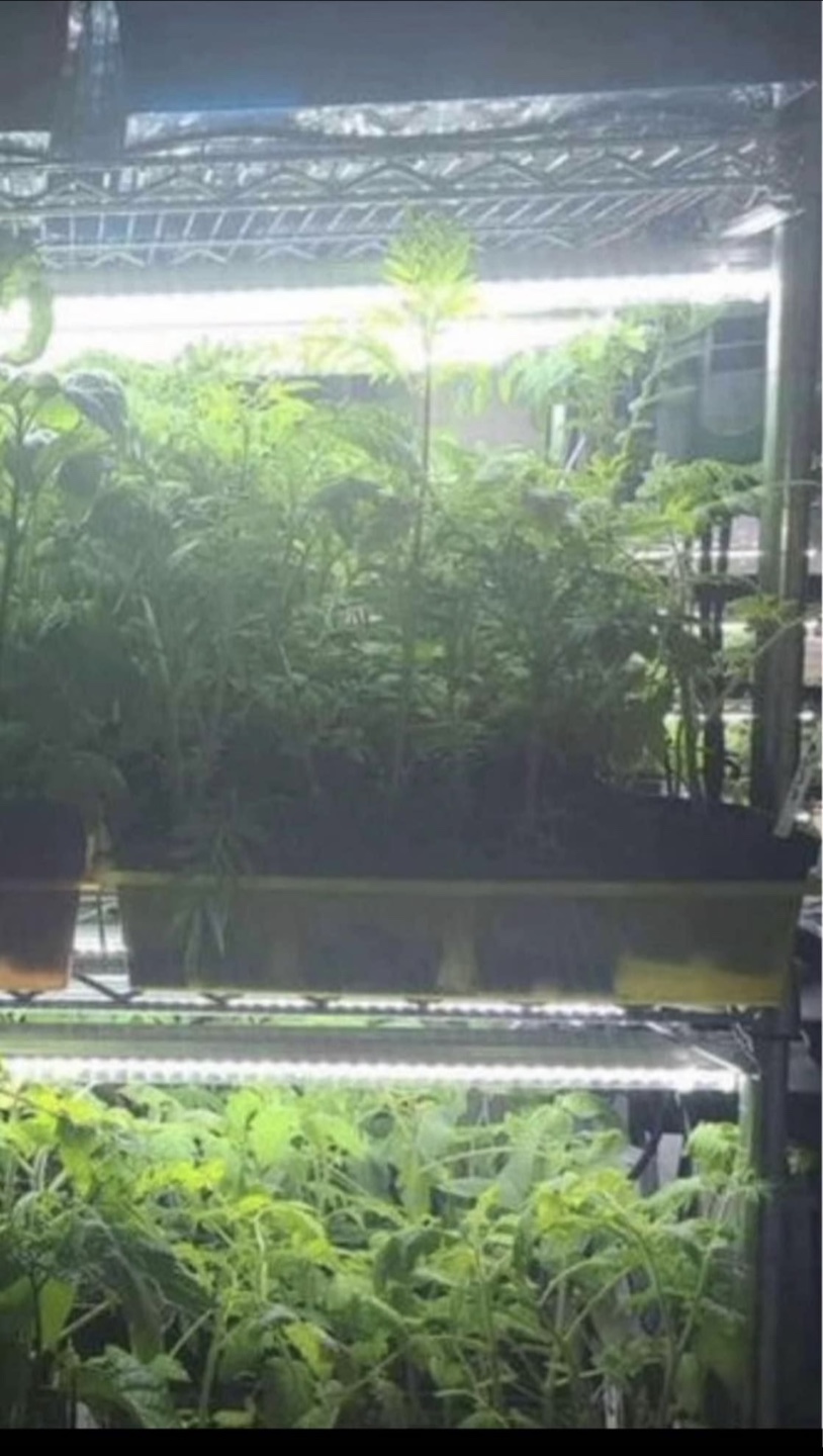 New LED growing lights 48 inches (4 foot)  near Chinook Mall - photo 2