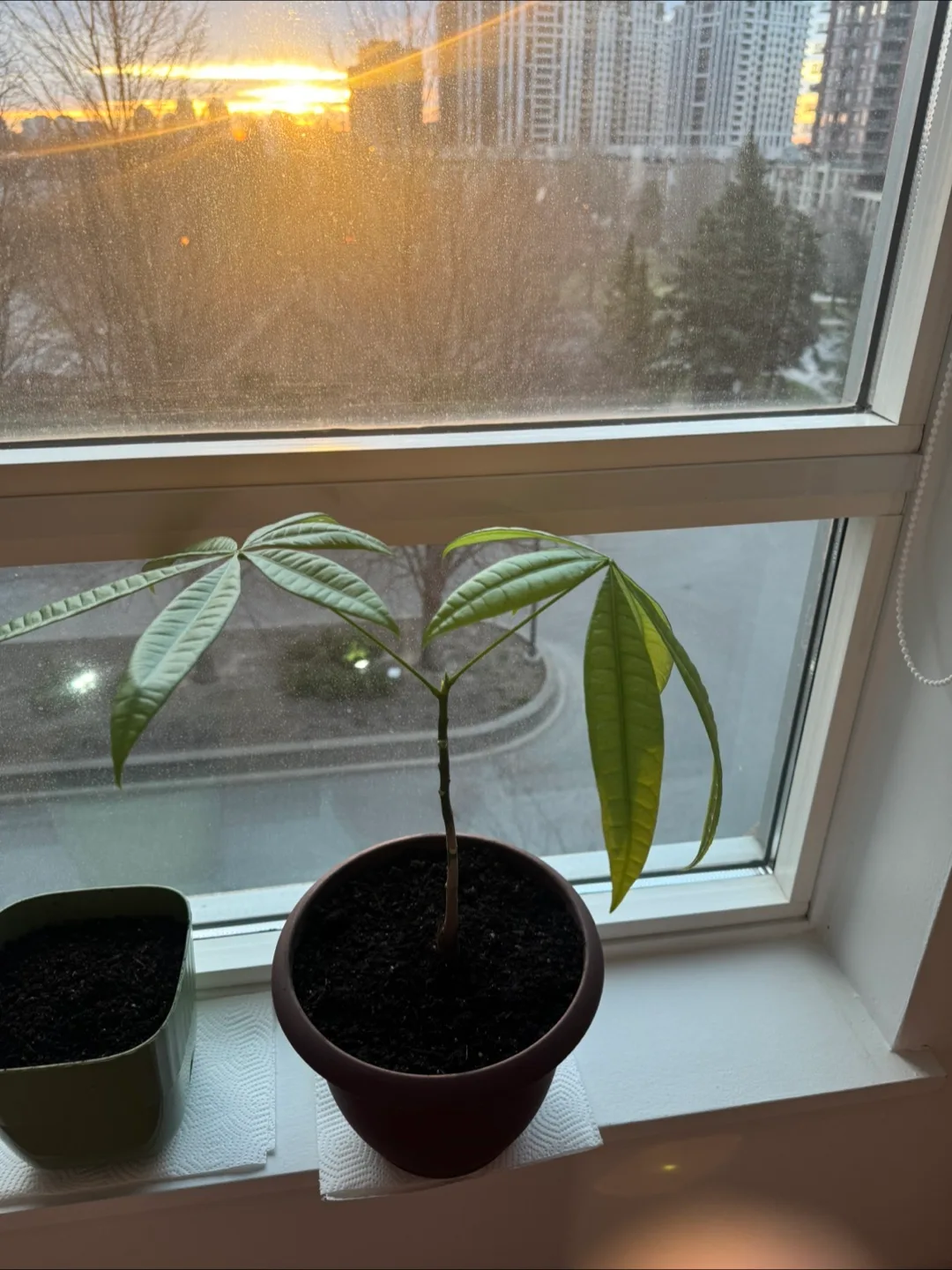 Money Tree Aquatica Plant thumbnail