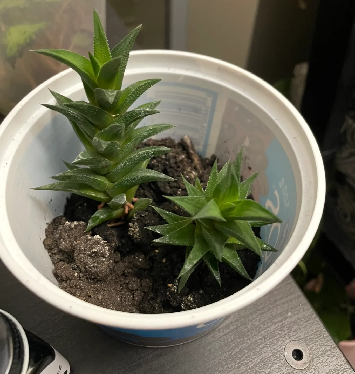 Haworthiopsis viscosa- live dwarf succulent image indicator(2)