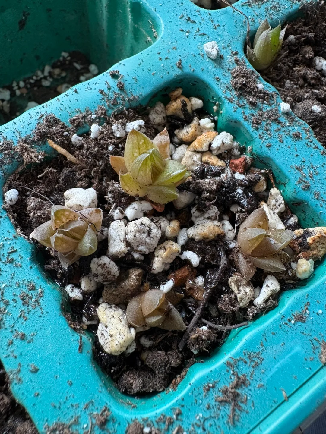 Haworthia baby succulents bridal shower party favors image indicator(3)