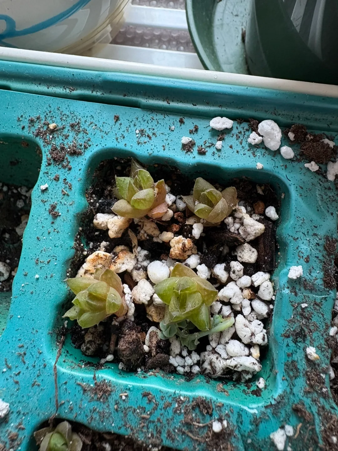 Haworthia baby succulents bridal shower party favors image indicator(2)