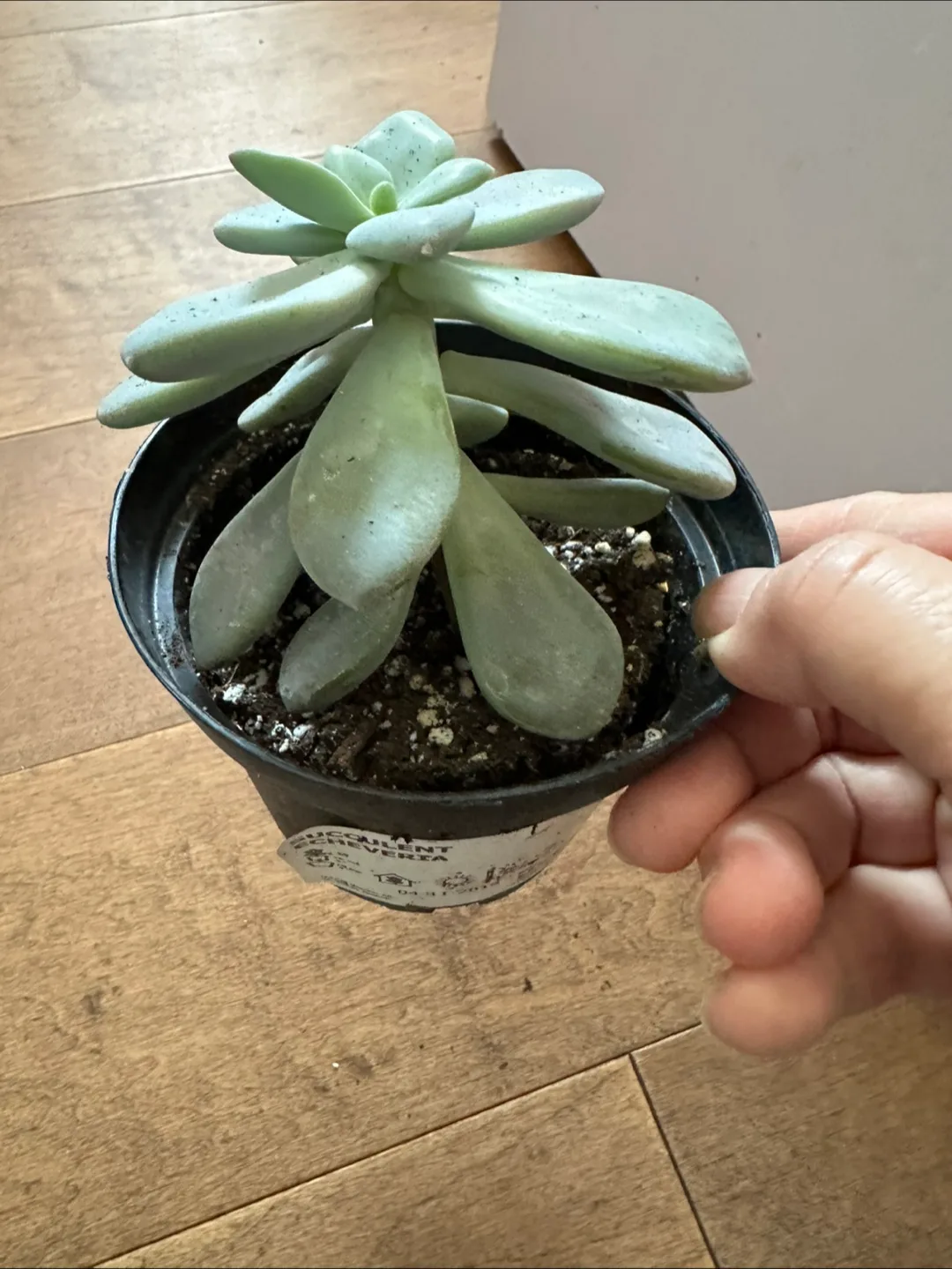 💚succulent in a pot image indicator(2)