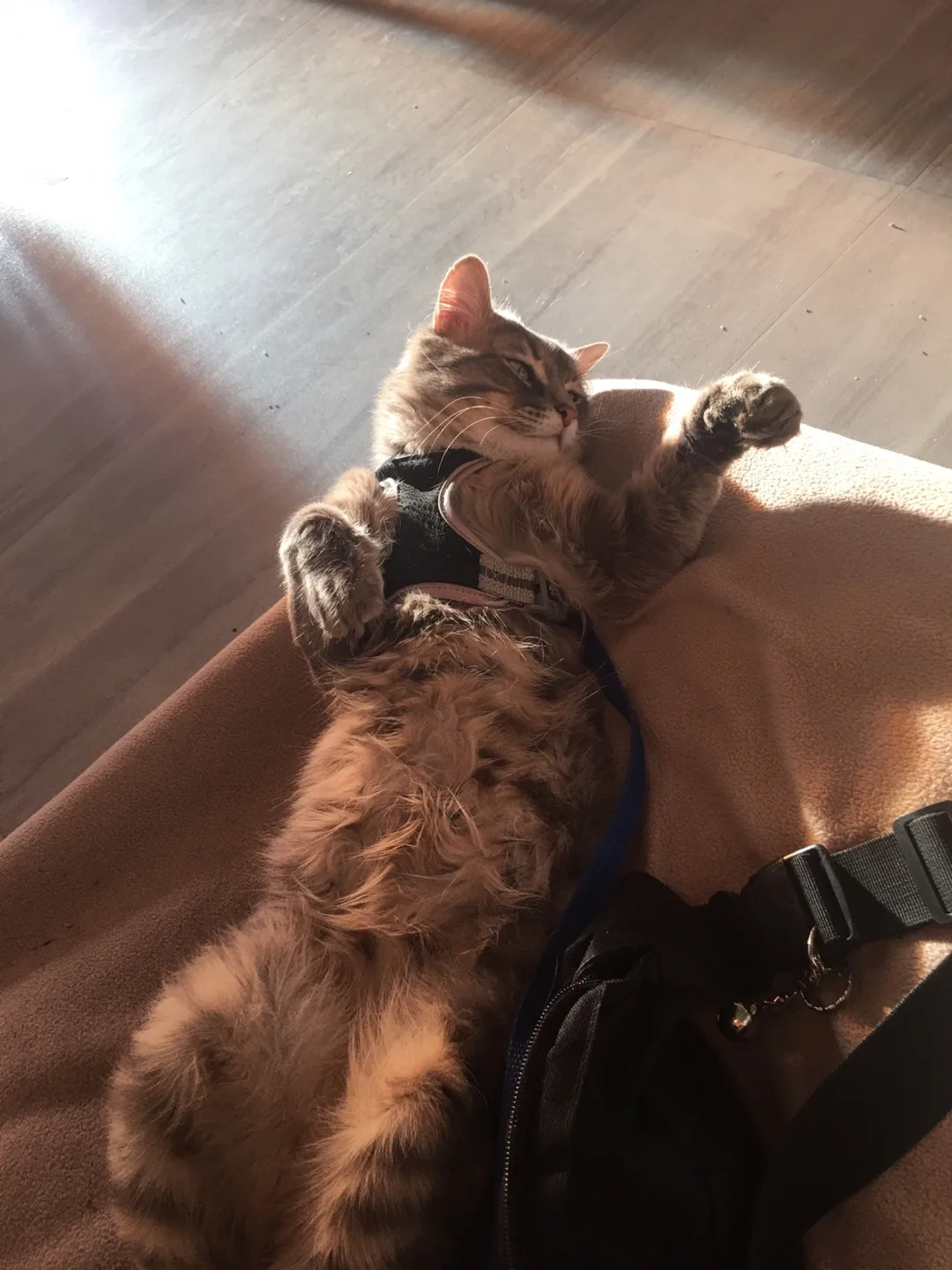 ⛺️living outside⛺️outdoor supplies image indicator(4)