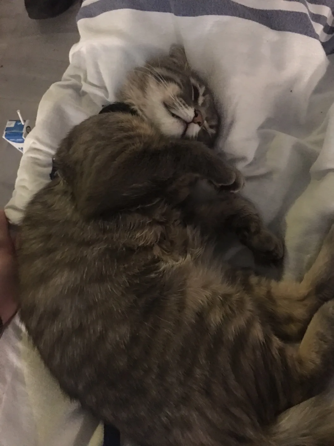 ⛺️living outside⛺️outdoor supplies image indicator(3)