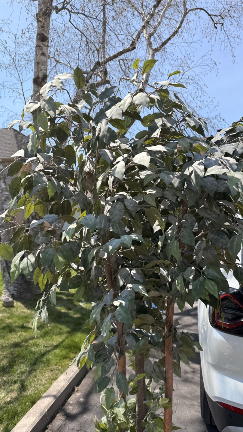 Large Artificial Ficus Tree in Decorative Planter - photo 2