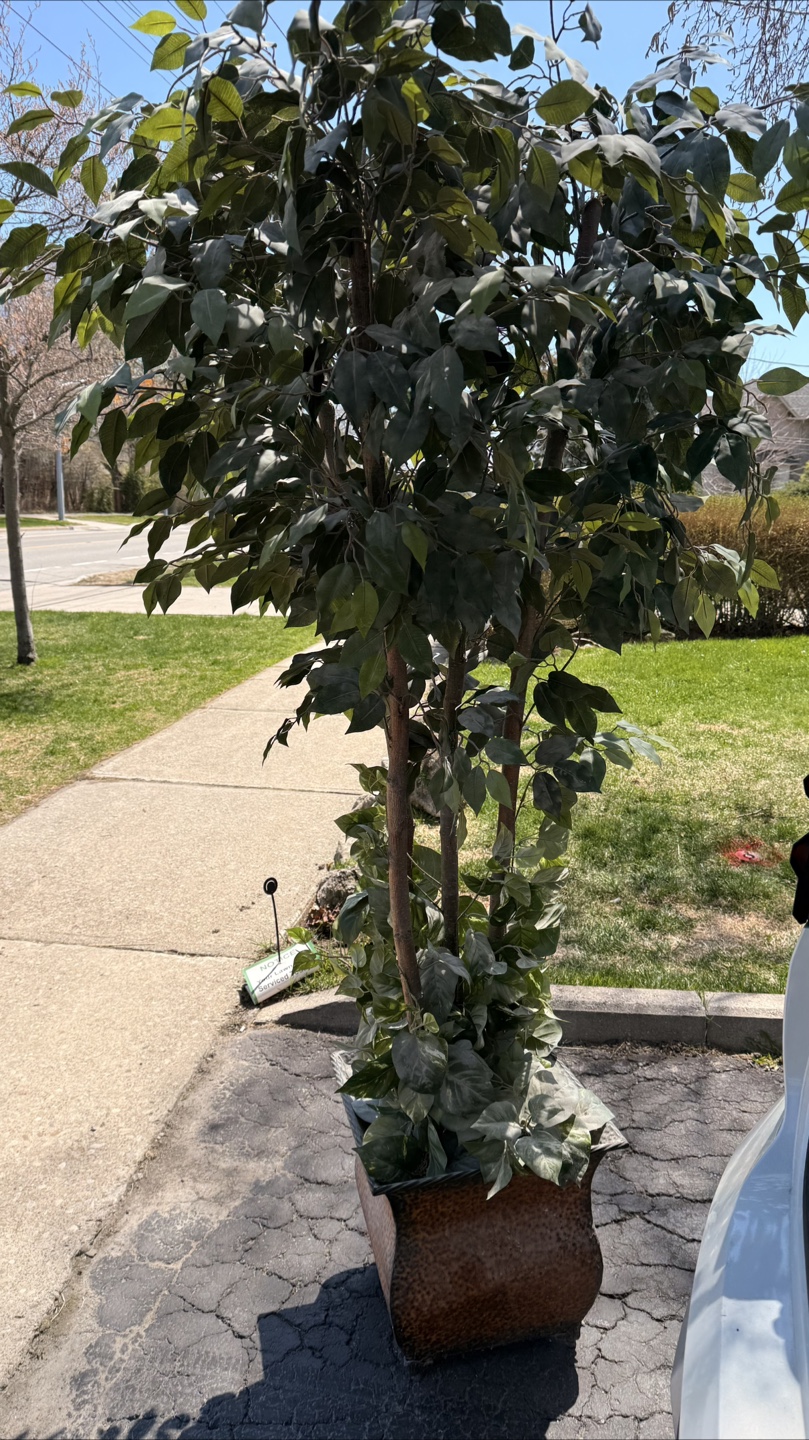 Large Artificial Ficus Tree in Decorative Planter - photo 5