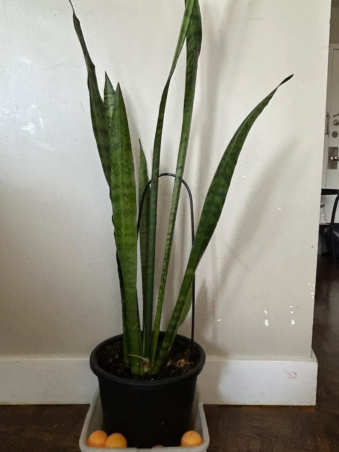 Large Snake Plant in Black Pot thumbnail