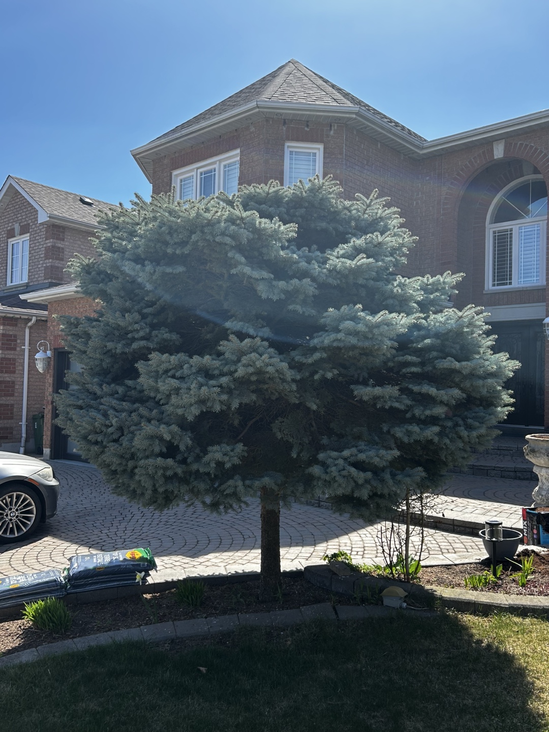 Mature Alberta Spruce Tree - photo 3