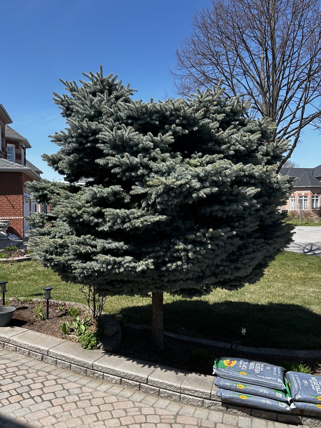 Mature Alberta Spruce Tree - photo 2