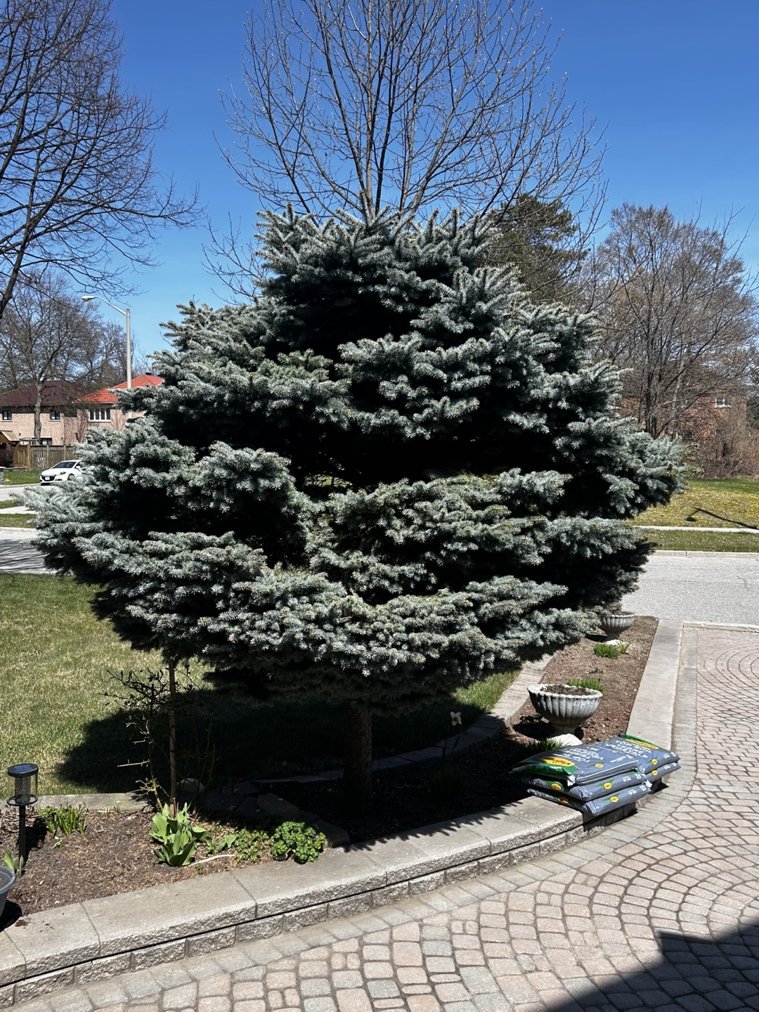 Mature Alberta Spruce Tree