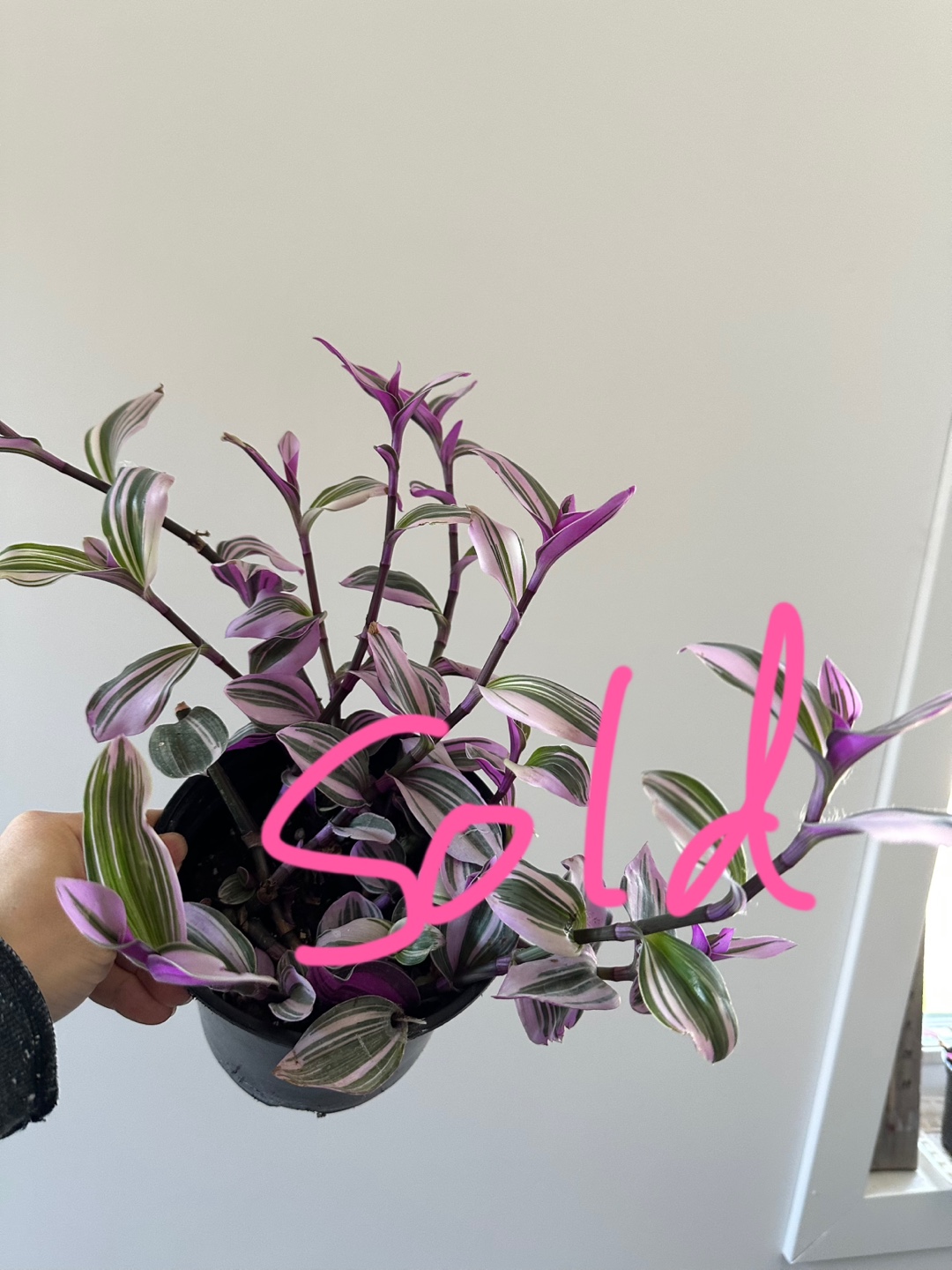 Tradescantia Nanouk plants