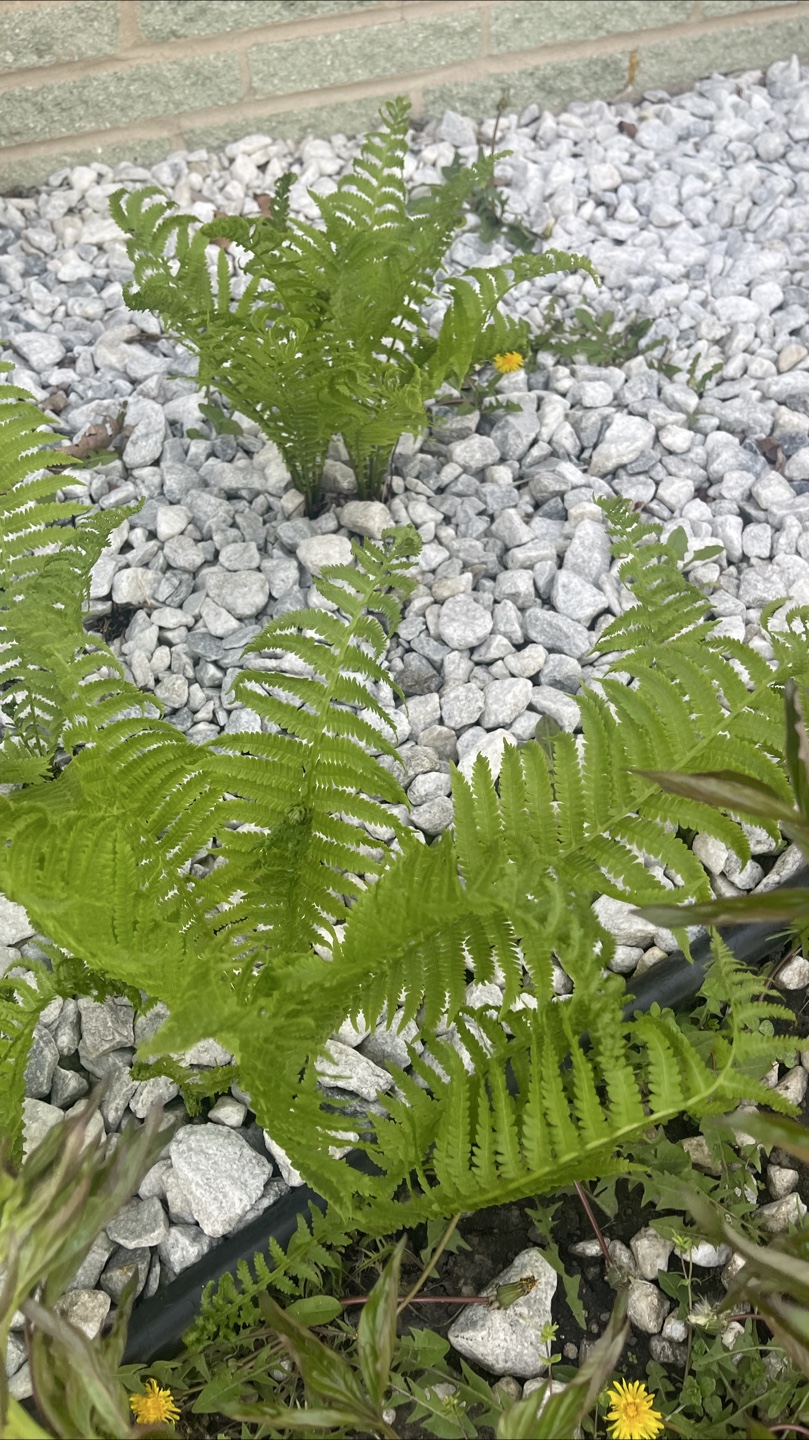 Hardy Ostrich Fern  plant - photo 2