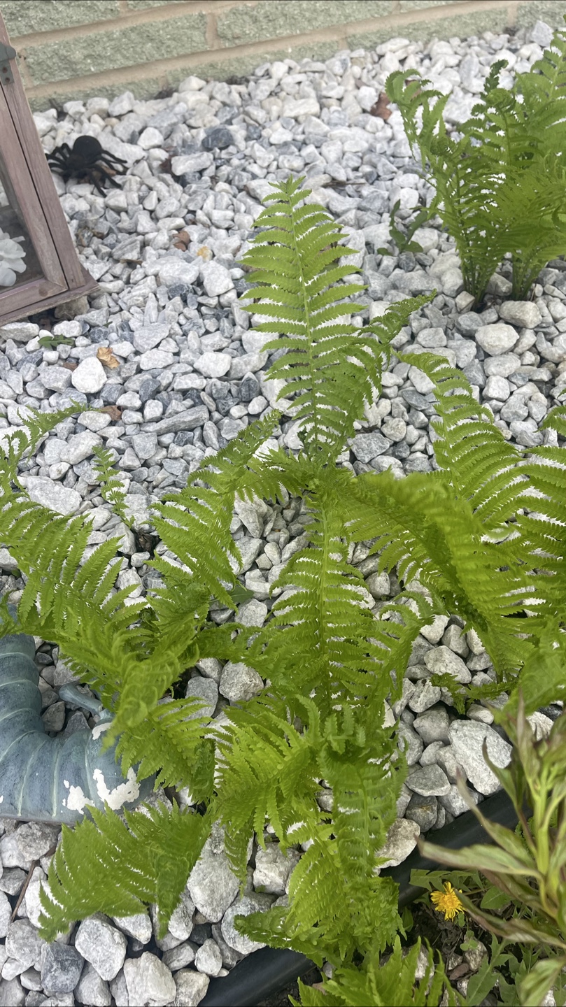 Hardy Ostrich Fern  plant