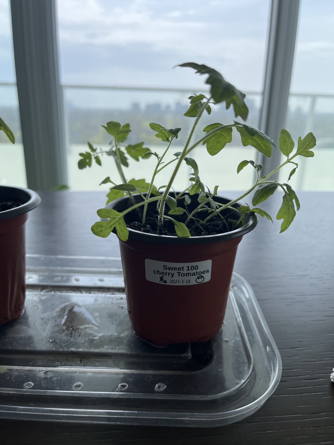 Sweet 100 Cherry Tomato Seedlings - photo 3