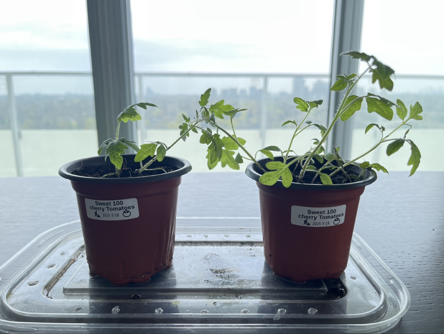 Sweet 100 Cherry Tomato Seedlings