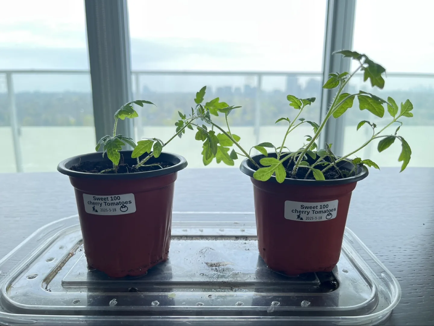 Sweet 100 Cherry Tomato Seedlings