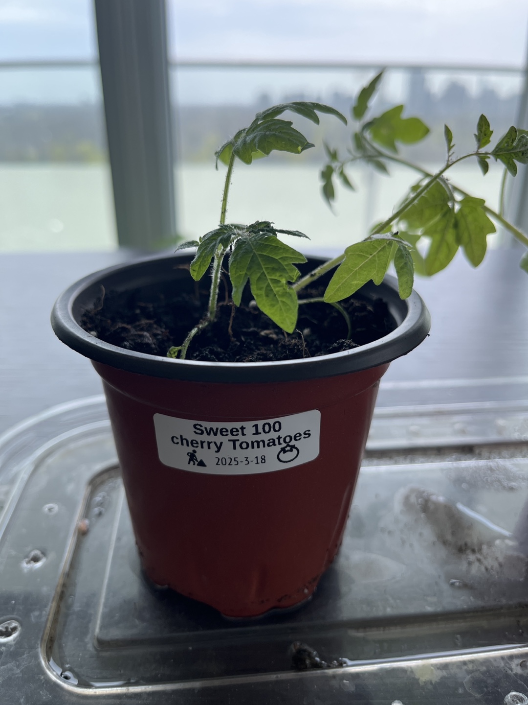 Sweet 100 Cherry Tomato Seedlings - photo 2