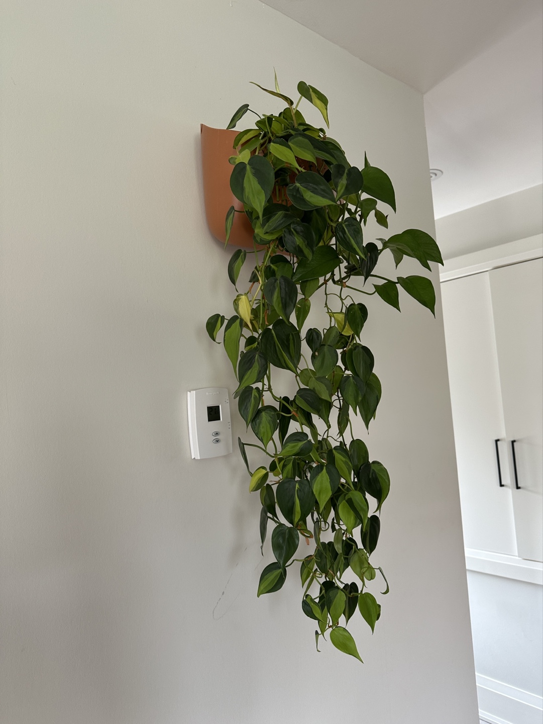 Woollypocket Wall Planter - Terracotta - photo 4