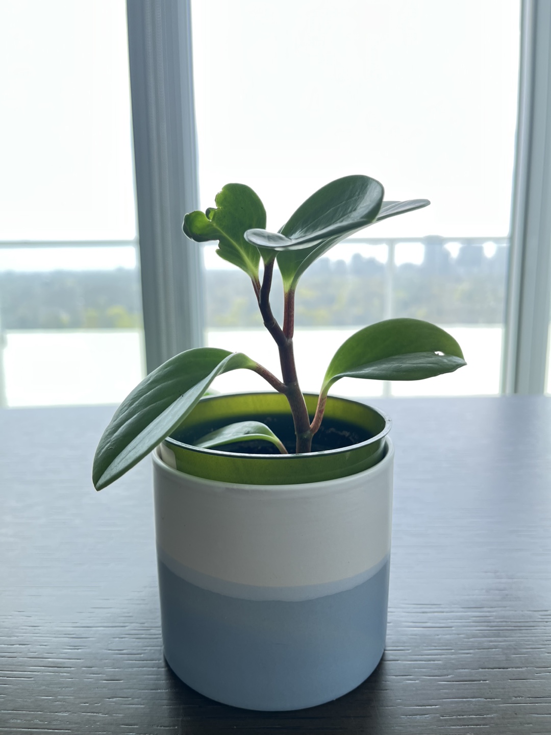Peperomia obtusifolia young plants