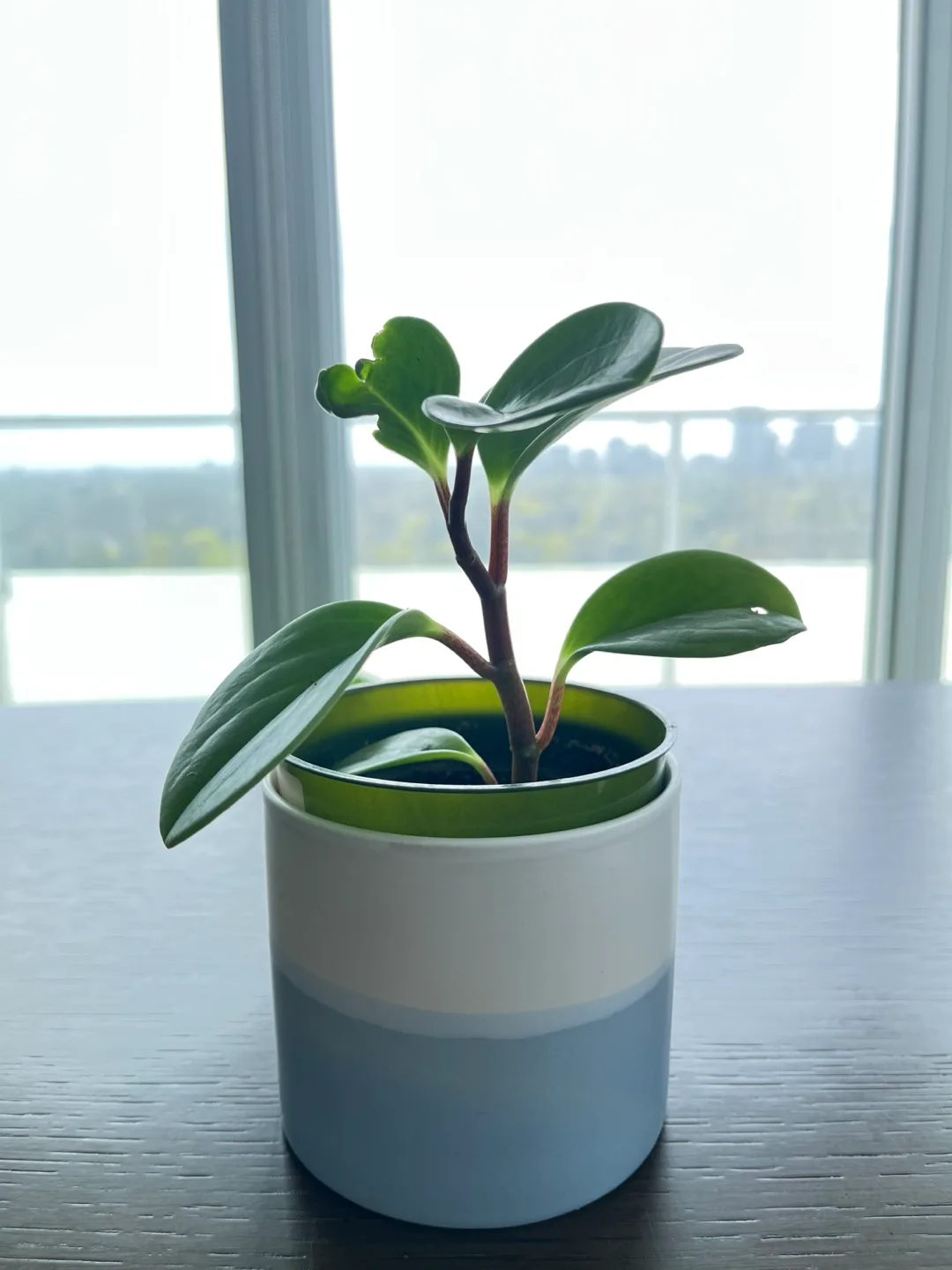 Peperomia obtusifolia young plants