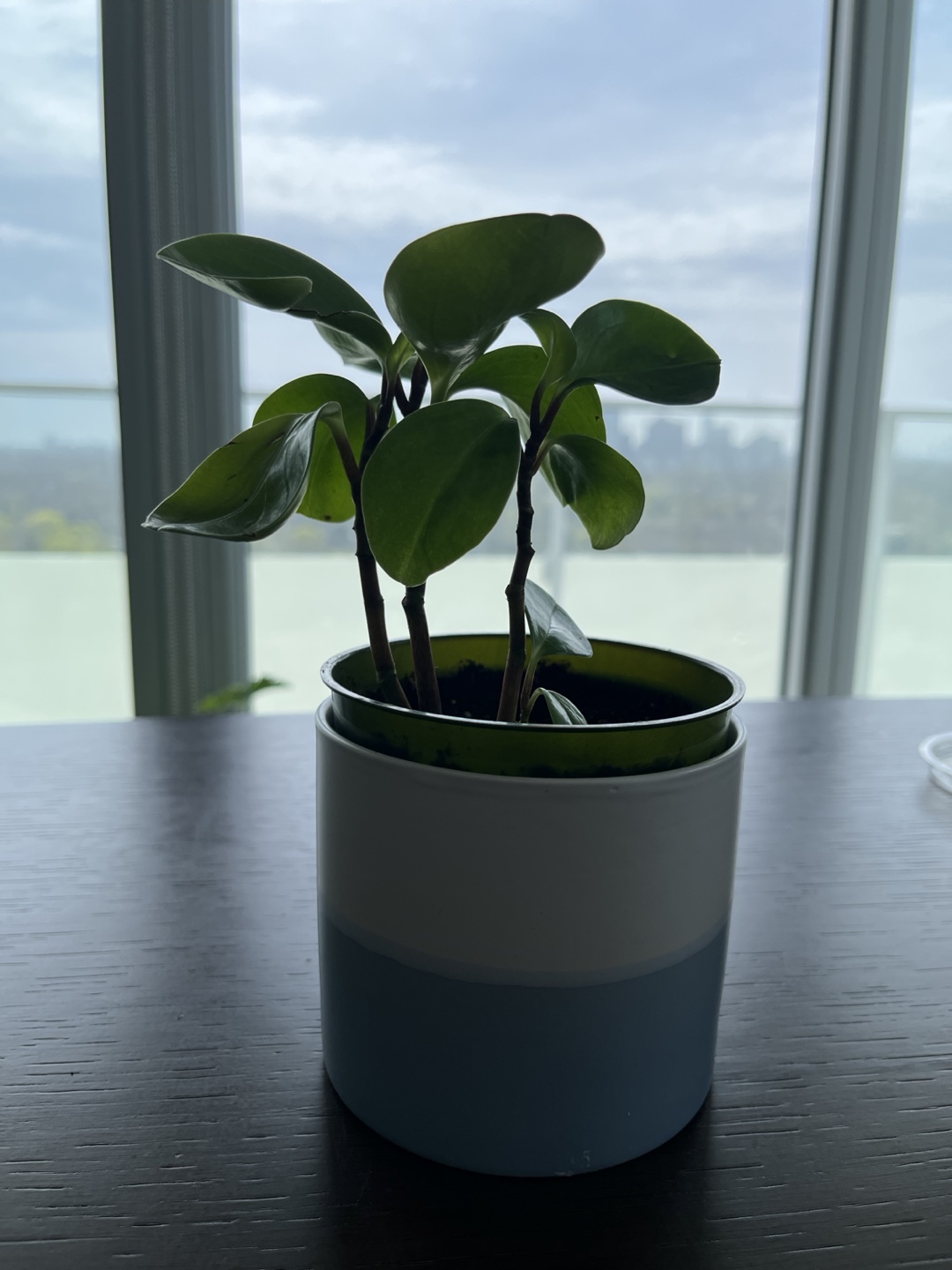 Peperomia obtusifolia young plants - photo 2
