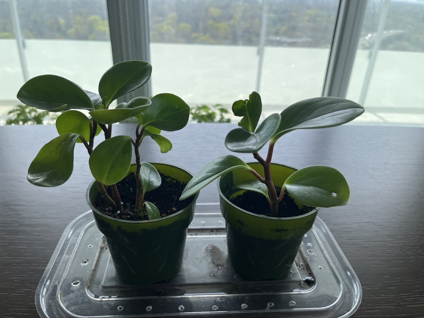 Peperomia obtusifolia young plants - photo 3