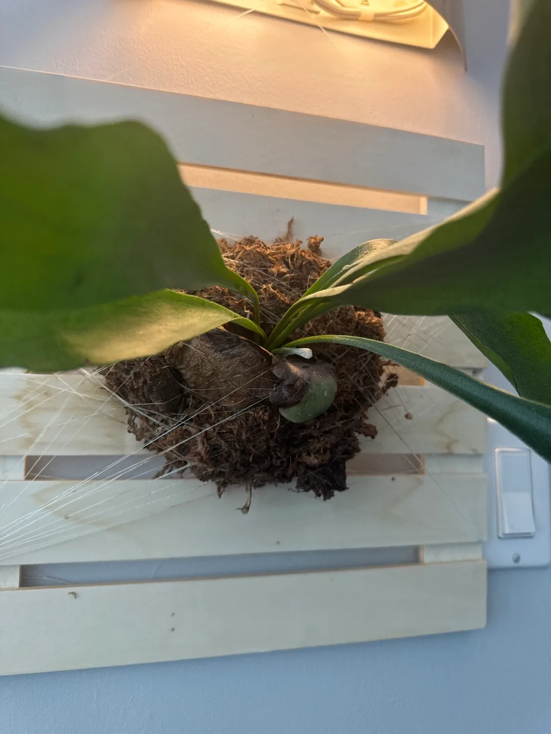 Large Mounted Staghorn Fern image indicator(2)