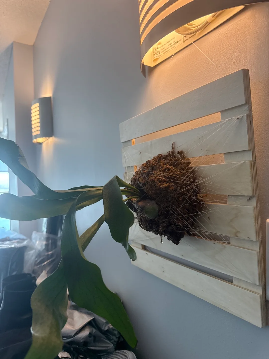 Large Mounted Staghorn Fern image indicator(3)