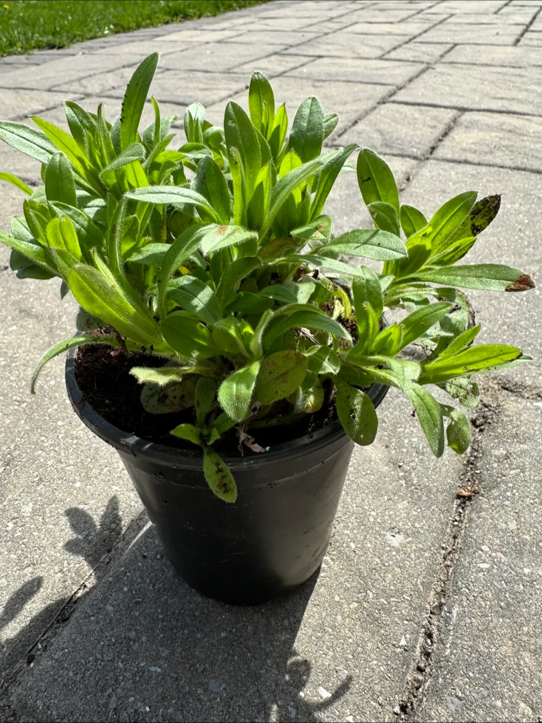 Forget-Me-Nots  – Ready to Plant image indicator(2)