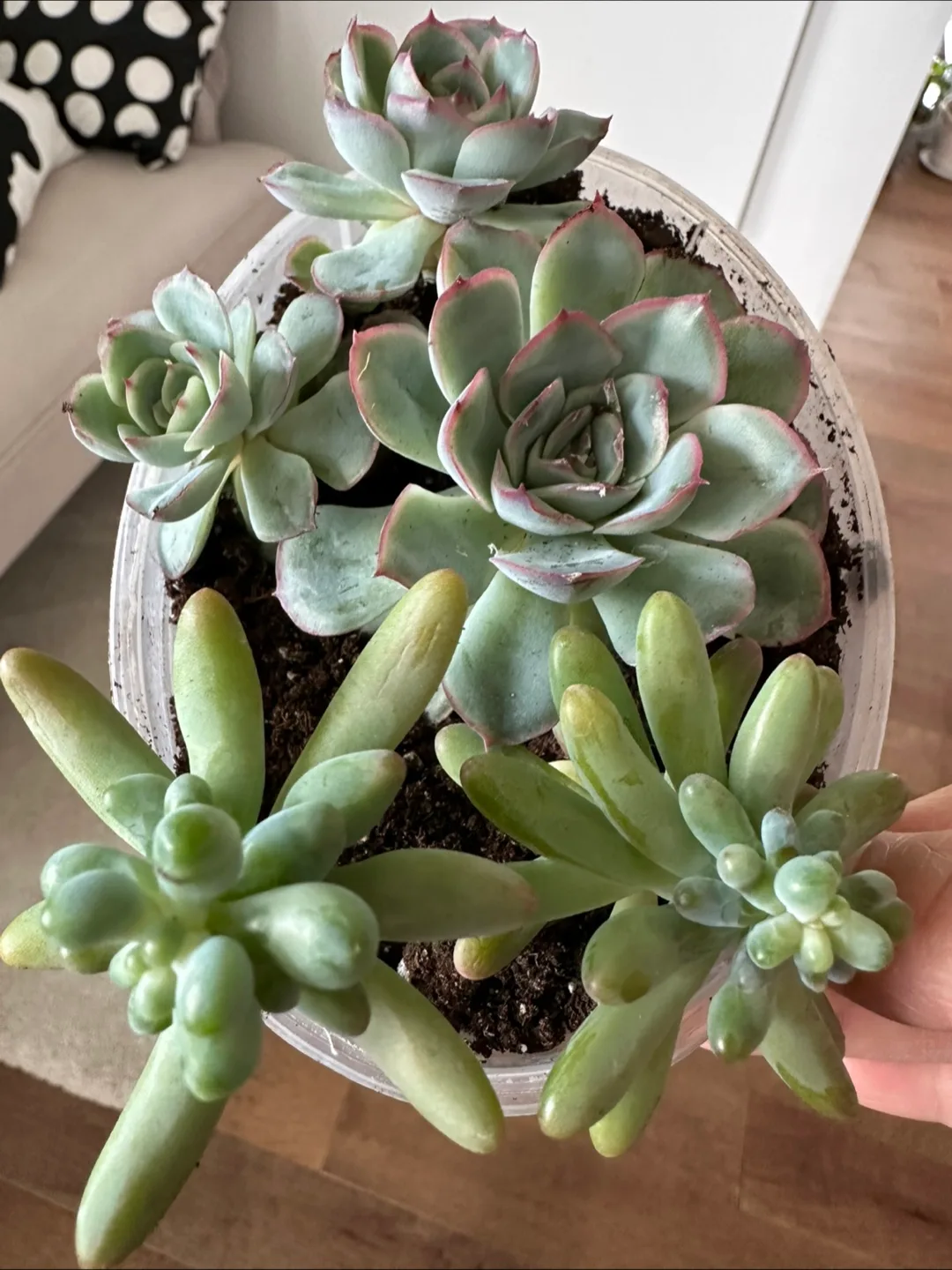 Succulents in a Hummus Container image indicator(3)