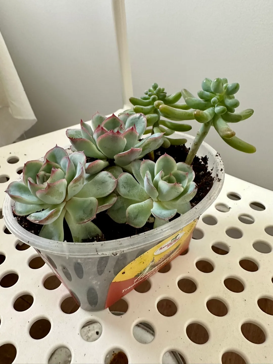 Succulents in a Hummus Container image indicator(2)