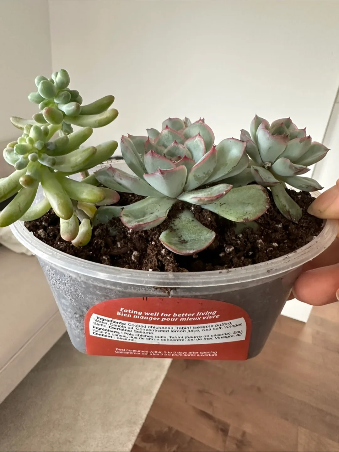 Succulents in a Hummus Container image indicator(4)