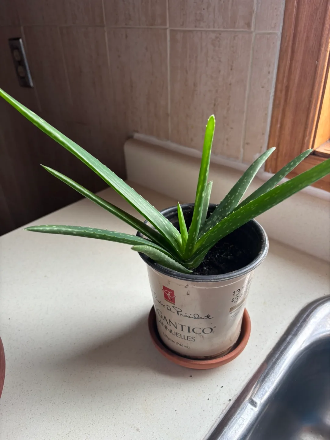 Aloe Vera Plant image indicator(3)