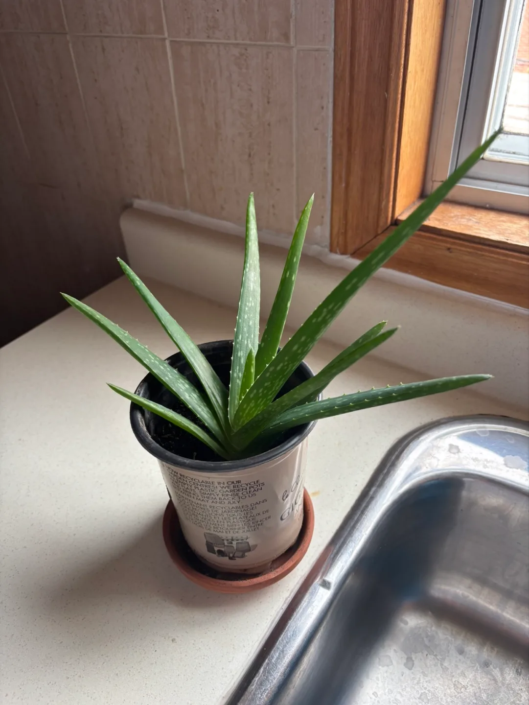 Aloe Vera Plant image indicator(2)