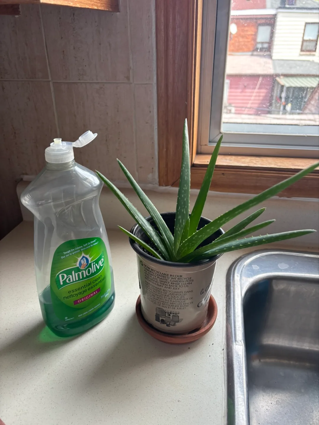 Aloe Vera Plant image indicator(4)