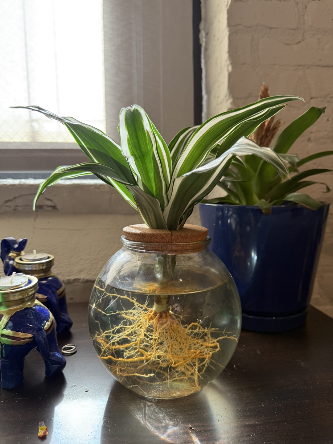 Spider Plant in Water Propagation