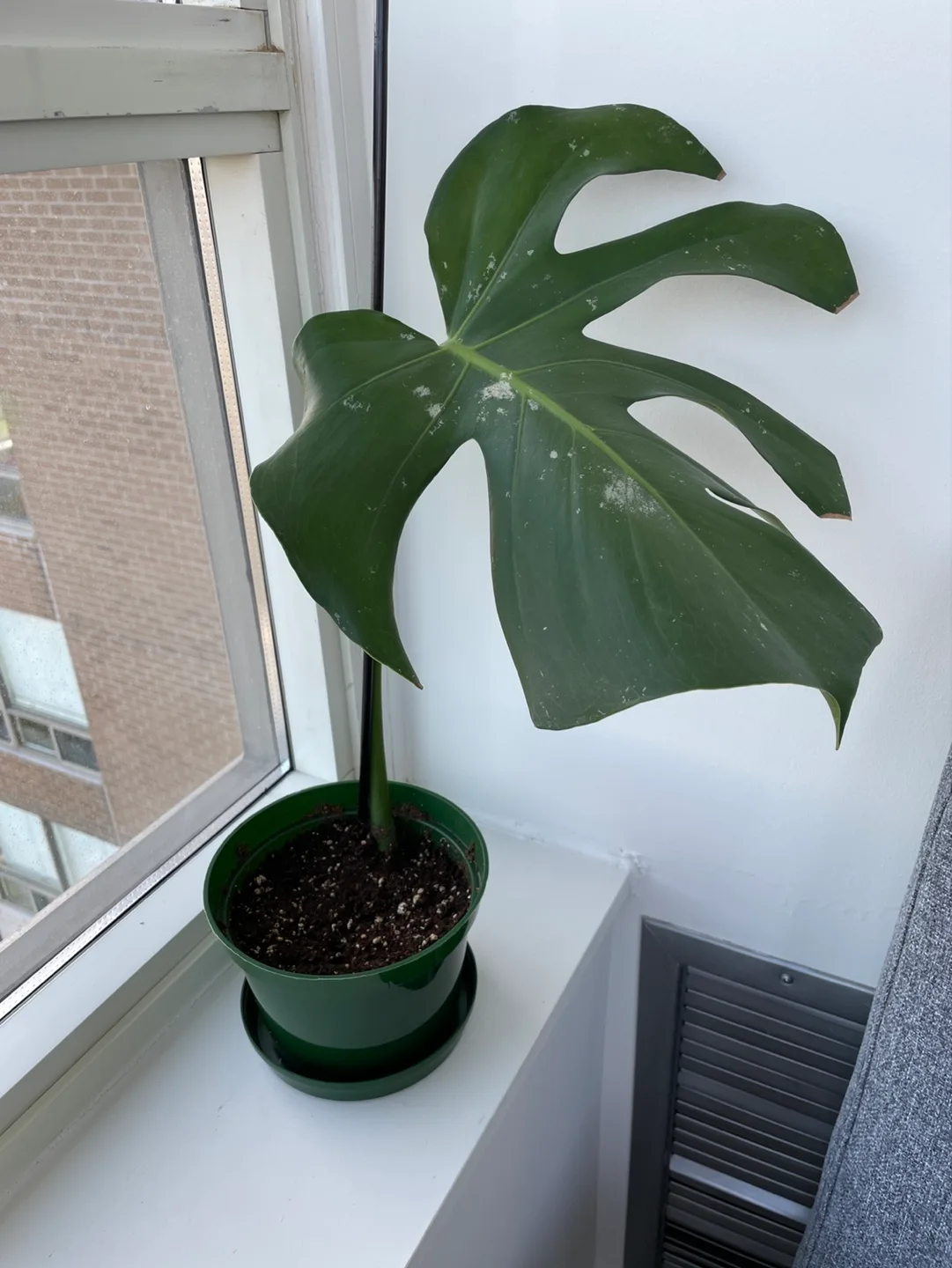 single monstera leaf thumbnail