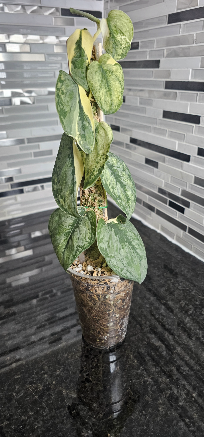Scindapsus Silver Splash