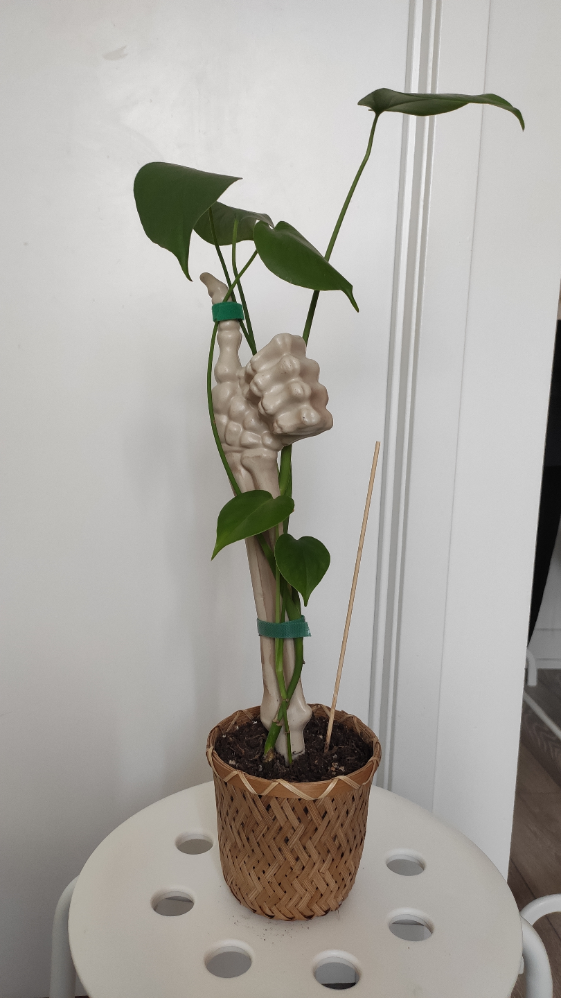 Two Monstera Plants with pot