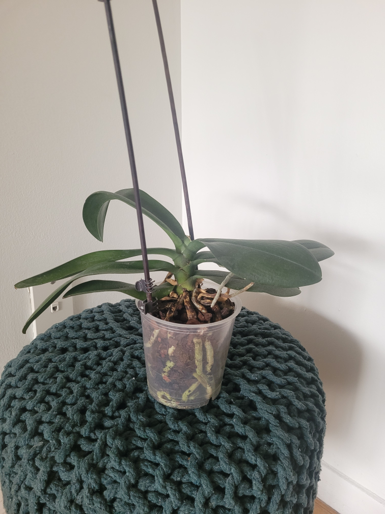 2 Orchid Plant