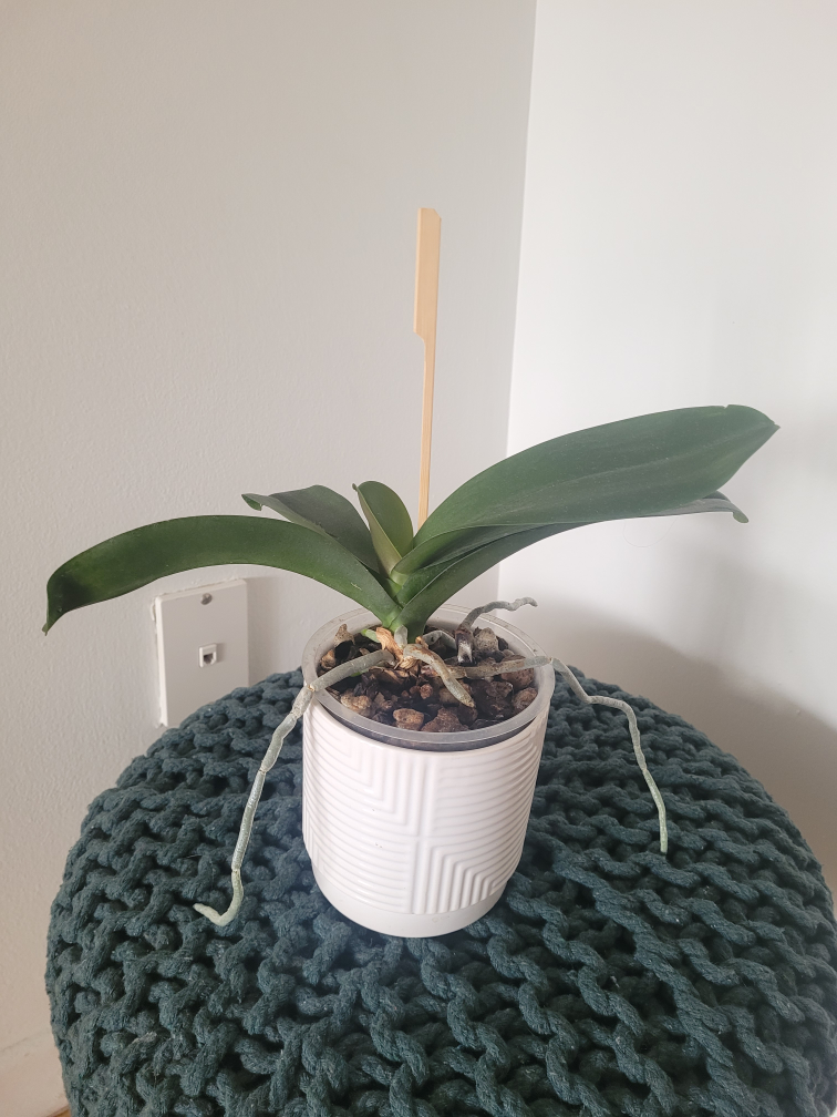 2 Orchid Plant - photo 2