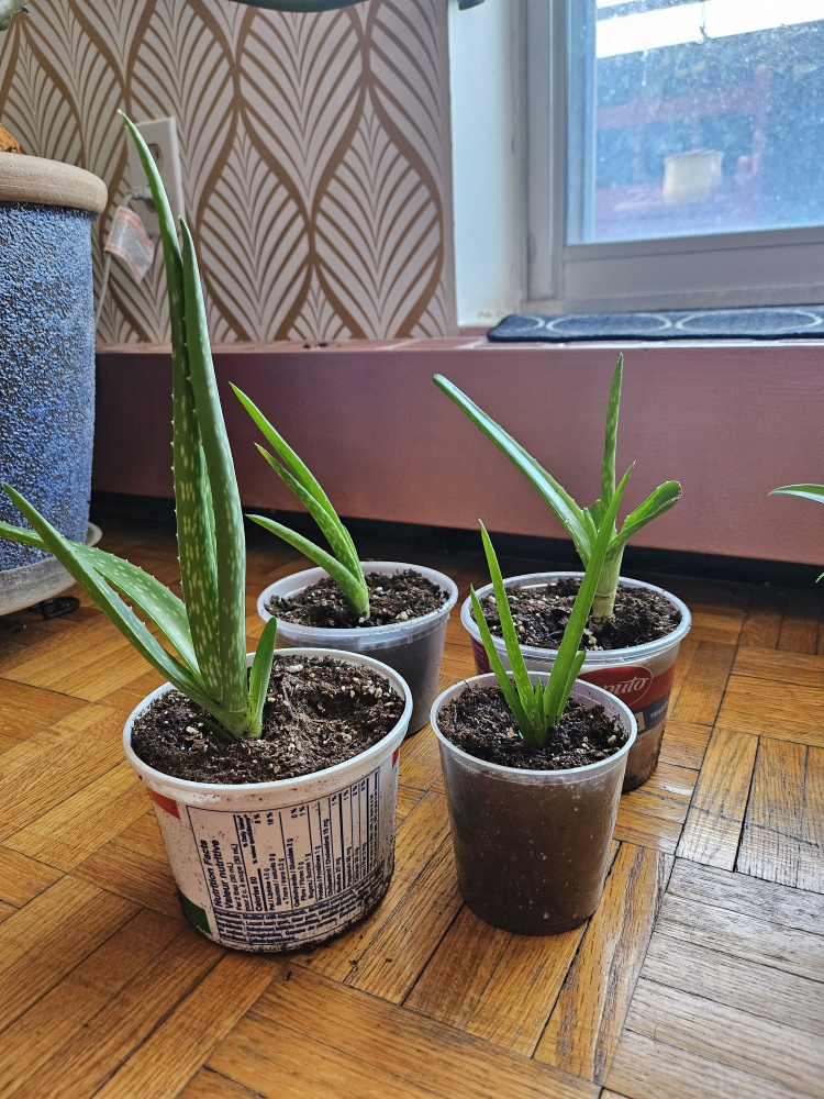 $2 EACH HOUSEPLANT BABIES (container included) - photo 2