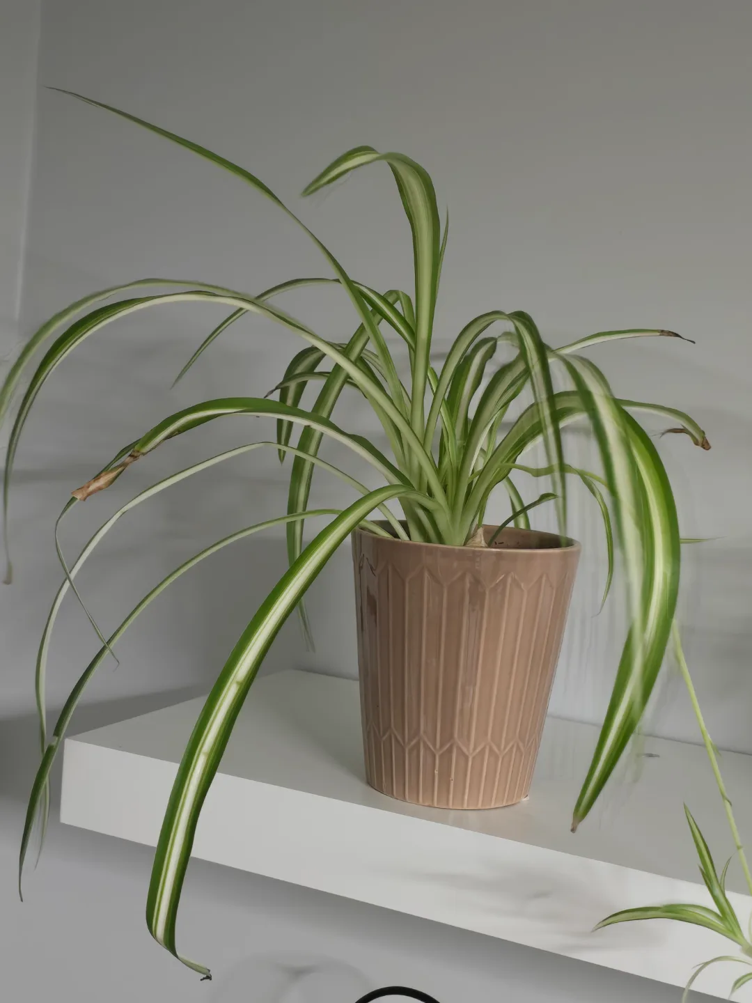 Spider Plant in Pot thumbnail