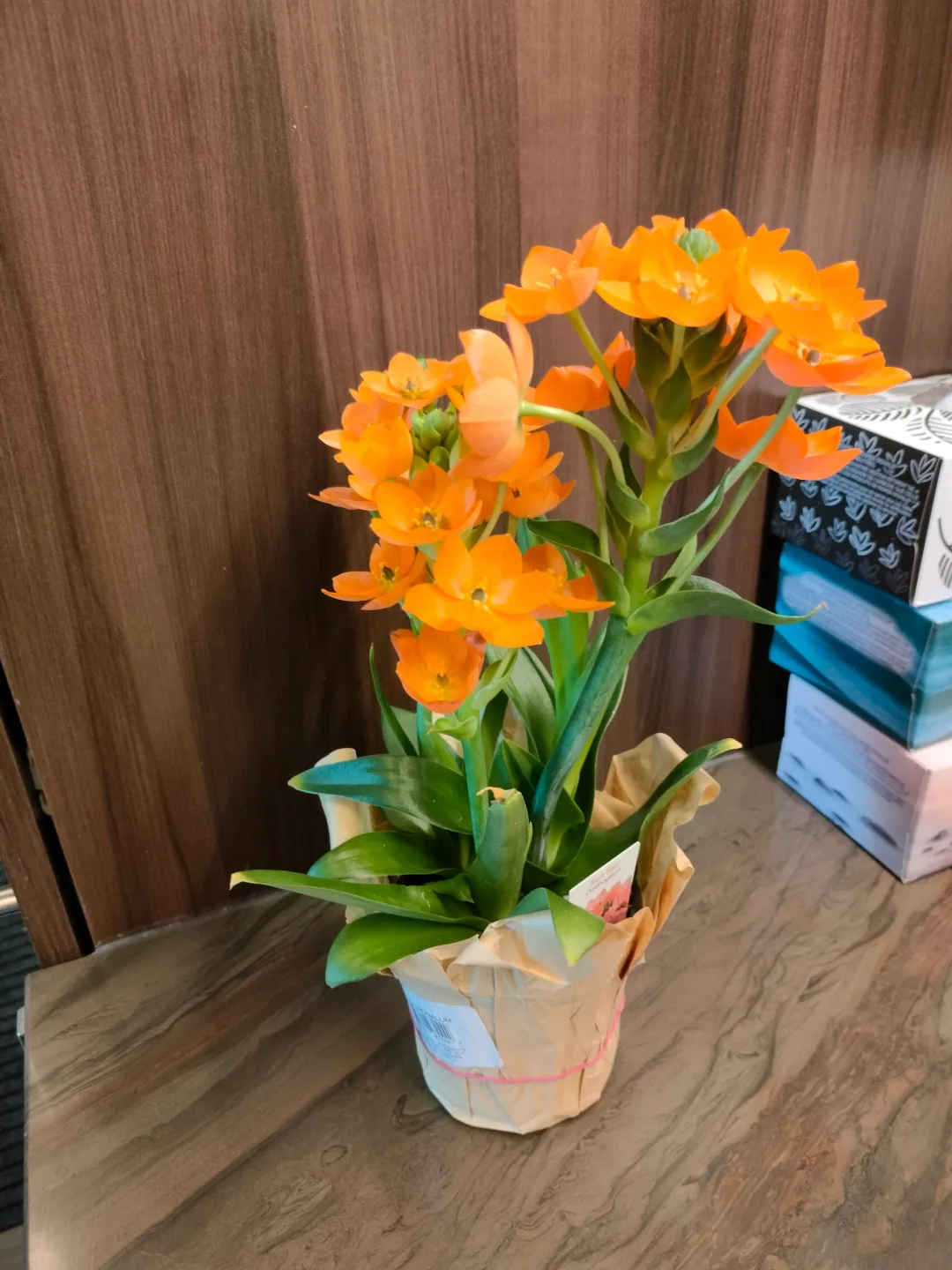 Ornithogalum Plant thumbnail