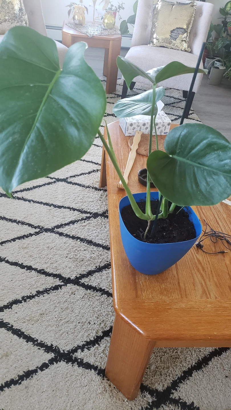 Healthy Monstera Deliciosa Plant - photo 2