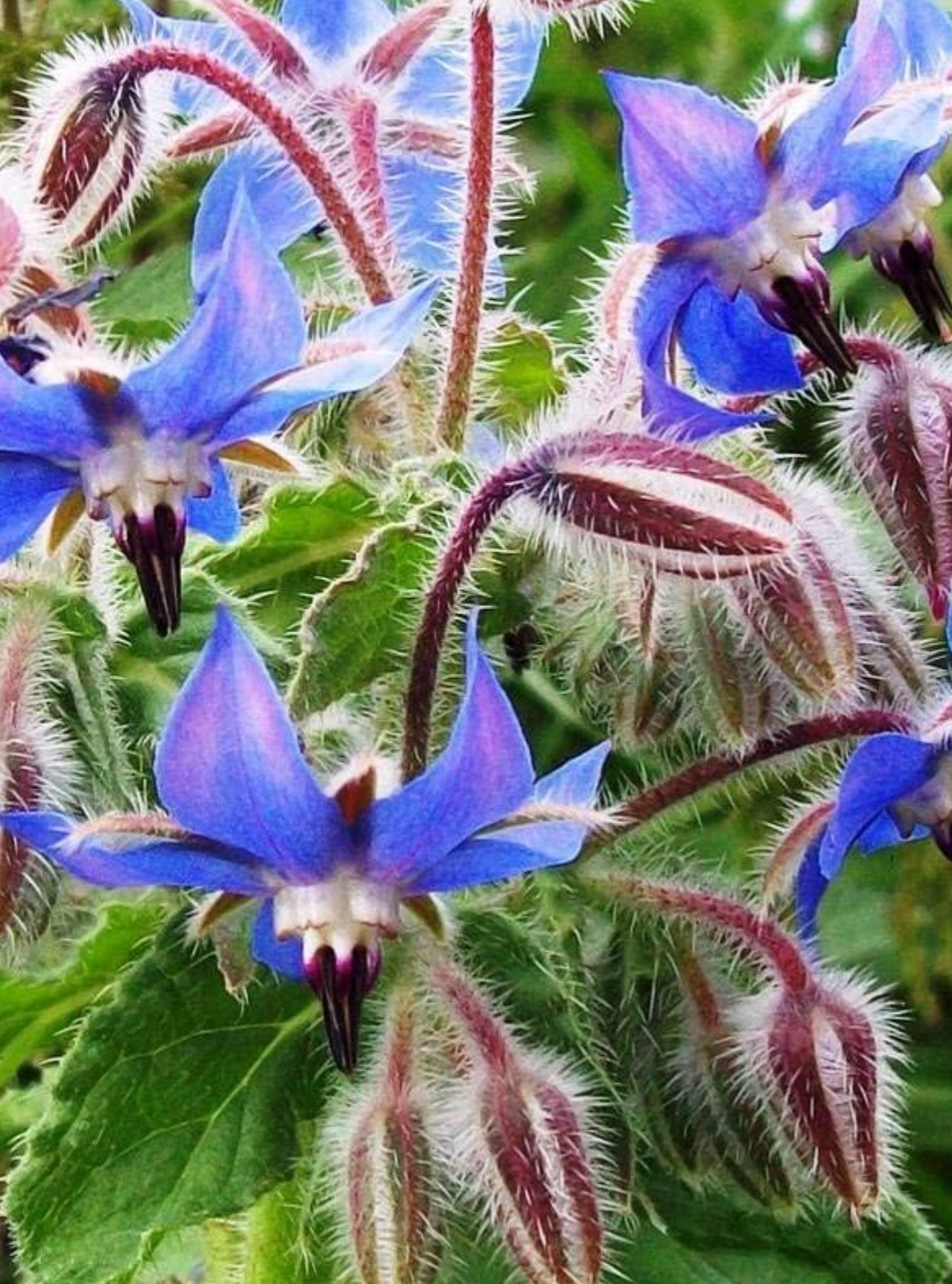 Organic Vegetable & Herb Seeds Variety Pack - photo 4