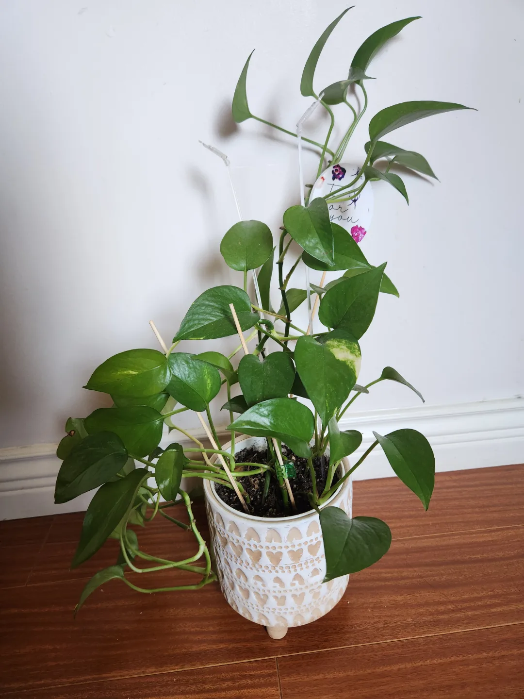 Healthy Pothos in Decorative Pot thumbnail