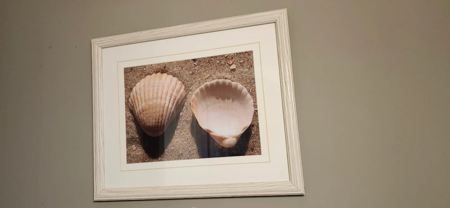 Framed Seashell Photograph thumbnail